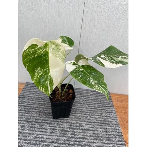 観葉植物 モンステラ 4号」の人気商品一覧 | 安い商品を通販